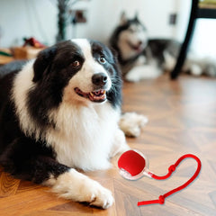 Rolling Ball Dog Toy-Sale✨
