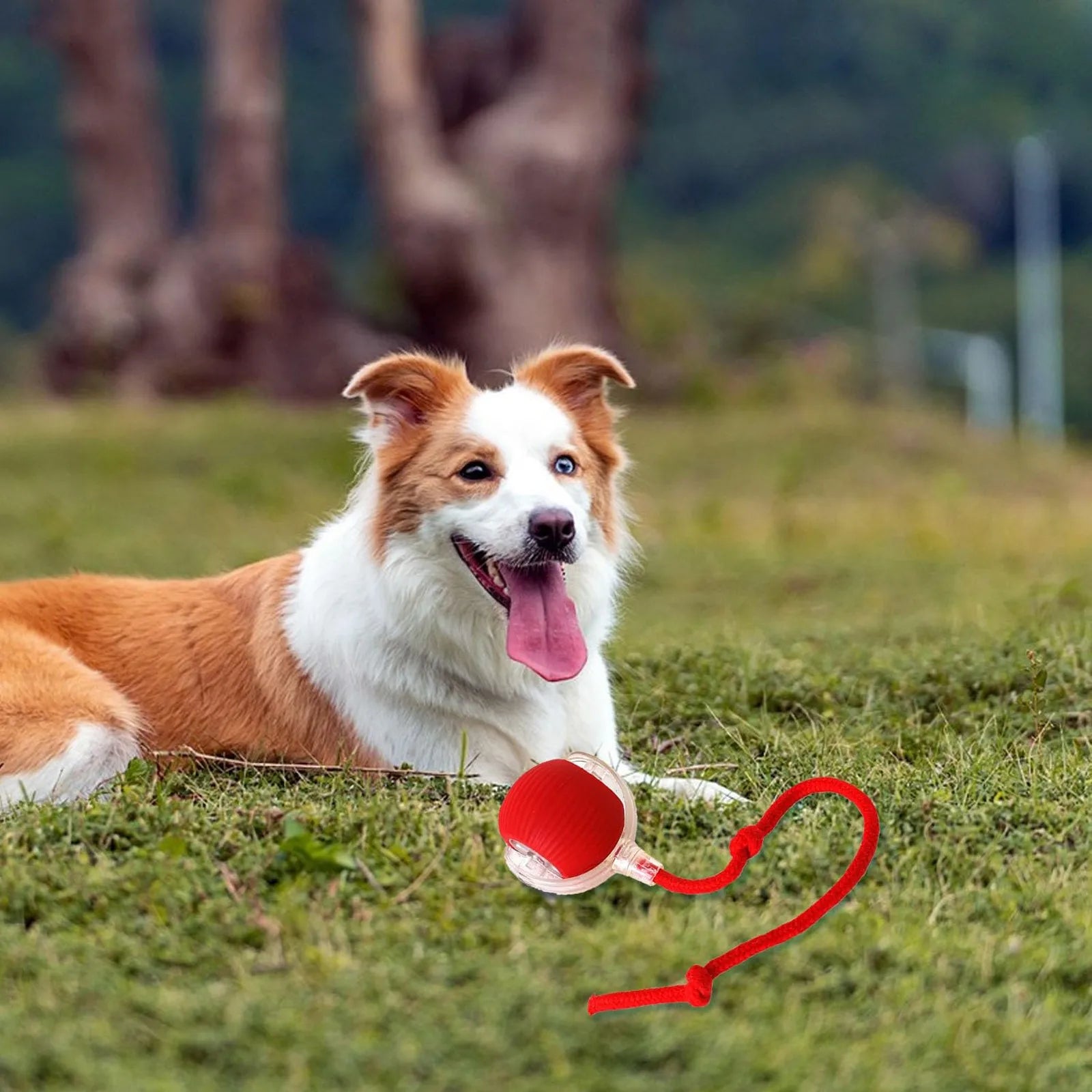 Rolling Ball Dog Toy-Sale✨